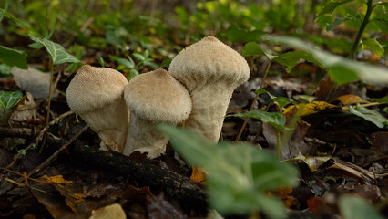 mushrooms in the forest