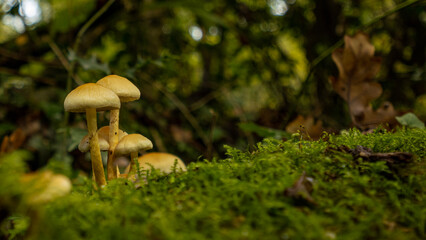mushrooms in the forest