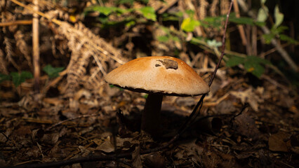 mushrooms in the forest