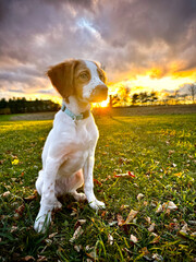 Brittany puppy dog sitting pose in grass yard with sunset behind her.