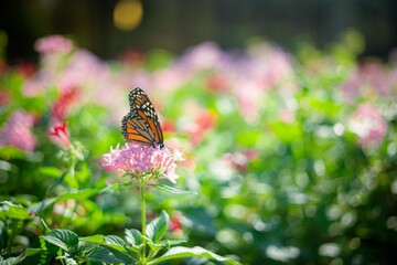 Fototapeta na wymiar Closeup of a monarch butterfly (Danaus plexippus) on a pink flower in a garden on blurred background