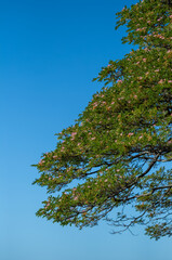 Pink Flowers on a Green Monkey Pod Tree Under Clear Blue Sky.