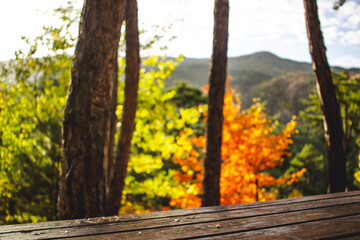 Naklejka na ściany i meble Forest scene in fall season with colorful foliage