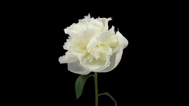 Time lapse of opening white peony (Paeonia) flower with ALPHA transparency channel isolated on black background
