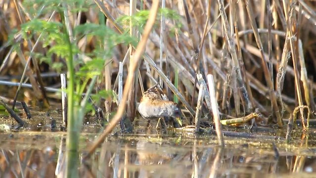 Little crake looking for food among the swamp thickets