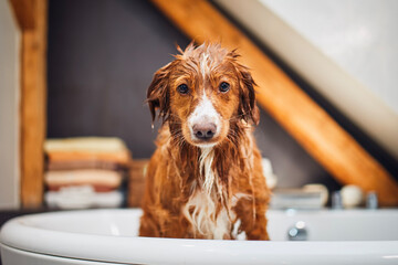 Wet dog in bathtub at home bathroom. Bathing of happy Nova Scotia Duck Tolling Retriever.