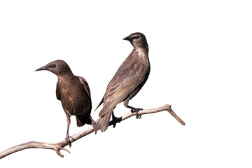 starlings, pair sitting on a branch isolate on white