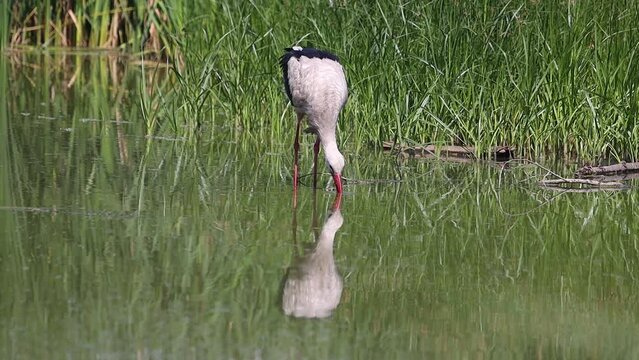 white stork drinks water in the lake, slow motion
