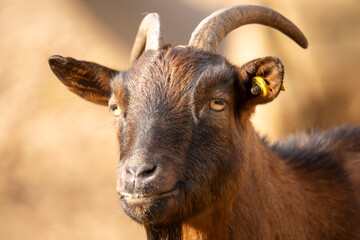 Nahaufnahme von einem Ziegenbock (echtes Tier)