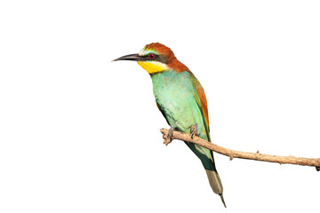 wild bird with colored plumage isolated on white