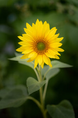 Sonnenblume