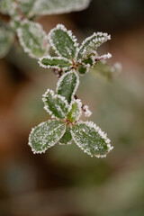 Frost an Blättern