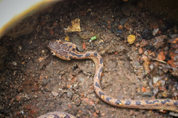 close up of a snake, Snake basking in the warm sunshine