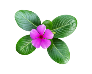 beautiful pink flower isolated on transparent background, vinca mega bloom 