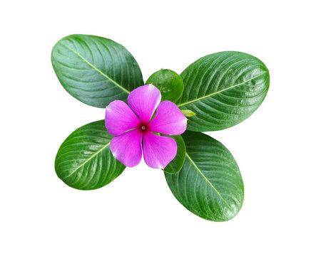 beautiful pink flower isolated on transparent background, vinca mega bloom 