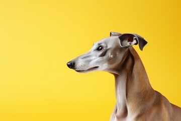 Obraz na płótnie Canvas sweet greyhound dog looking forward and sitting on yellow background