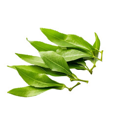 Fresh dried green tea isolated on transparent background