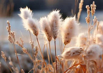 Crédence de cuisine  Close up of grass in field winter weather is gloomy white. AI generative  © SANGHYUN