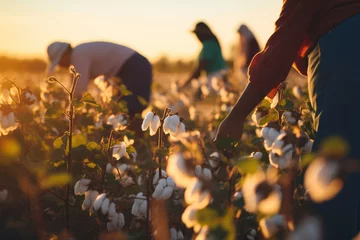 Deurstickers People workers collect cotton flowers in field at sunset. Growing organic cotton for textile and cosmetics production. Plant fiber © FoxTok