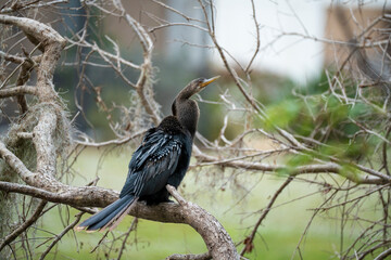 Fototapeta premium A big anhinga bird resting on tree branch in Florida wetlands