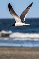 Vertical shot of a seagull flying in the sky near the beach