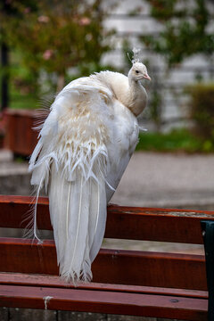 White Peacock in the Zoo