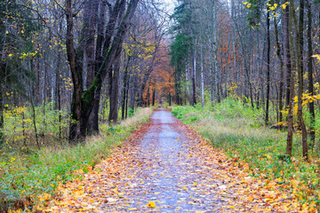 A jogger on a leaf-covered forest path in Siebenbrunn near Augsburg with autumn-coloured leaves