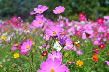 Obraz premium pink and white flowers