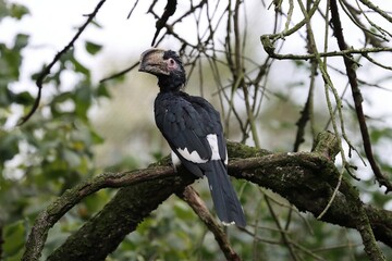 Nice young trumpeter hornbill