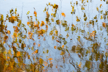 Jesienne liście brzozy odbijające się w wodzie 