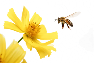 Fotobehang A flying honey bee flying to a yellow flower on a white or transparent background cutout. Macro side close-up view. macro. bee yellow flower png. © Lahiru