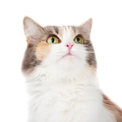 Bright longhair multicolor cat portrait isolated on the white background