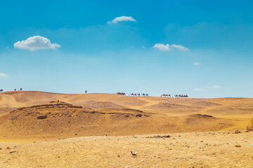 Camel caravan on the Giza plateau.