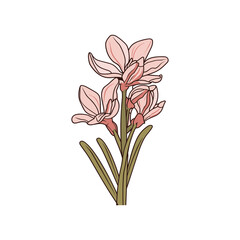 yucca flower isolated vector illustration