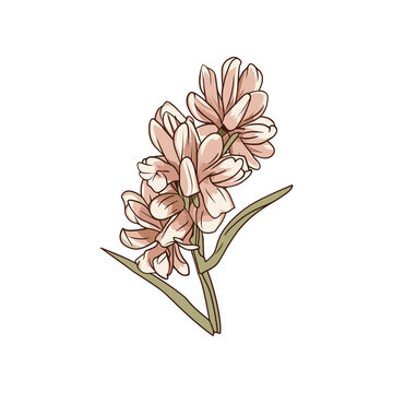 pink hyacinth flower isolated white clip art preview