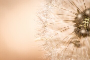 Macro shot of a dandelion flower