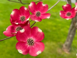 Closeup shot of Cornelian cherry blossoms