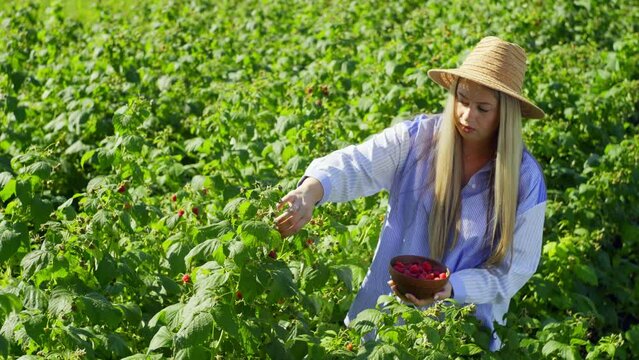 A woman in a hat is picking raspberries in a field of green bushes. Berries are full of vitamins and trace elements. High quality 4k footage
