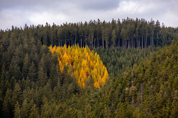 Herbstliche Wanderung rund um die Ohratalsperre bei Luisenthal  - Thüringer Wald - Thüringen - Deutschland