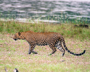 Sri Lankan Leopard at Wilpattu National Park Sri Lanka