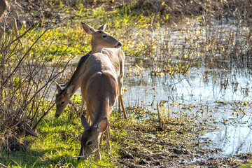 Key Deer in natural habitat in Florida state park