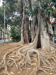 Trees with roots out