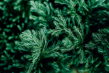 Top view of green fir tree ush foliage natural background.