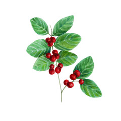 Watercolor illustration of the medicinal plant Lonicera xylosteum. Poisonous plant with red berries, Honeysuckle