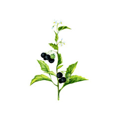 Watercolor illustration of the medicinal plant nightshade, black nightshade. A poisonous plant with black berries and white flowers, Solanum nigrum