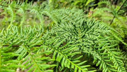 fern leaves