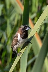 Garden birds – Bronze Mannikin (Gewone Fret) (Spermestes cucullata) in Pretoria, South Africa