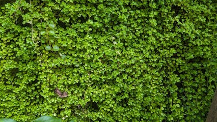 Fototapeta premium background of green moss