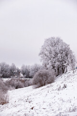 Winter atmospheric landscape with frost-covered dry plants during snowfall. Winter Christmas background