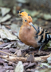 Vibrant Hoopoe (Upupa epops) spotted outdoors